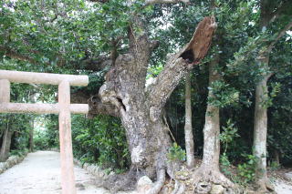☆八重山群島植物誌 高嶺英言 ☆貴重 （林業・園芸・生物・琉球